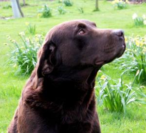 Tarnedge Teak (Indi)