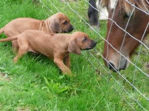 meeting the pony