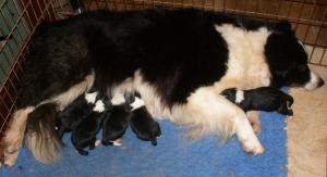 Jill and puppies just born