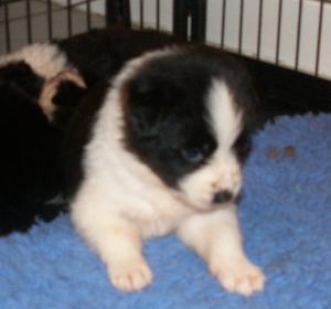 3 weeks old