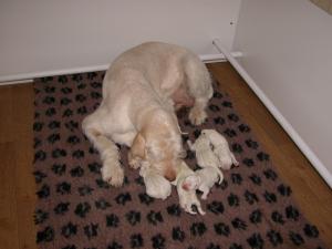 Mother & pups