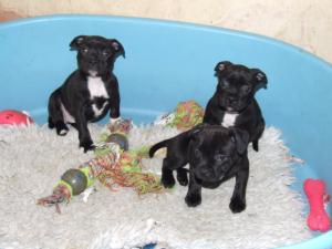 pups @ 7wks