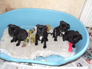 pups @ 7 wks