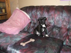 pup@ 8wks