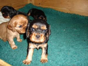 Black 'n Tan Boy
