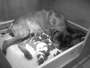 Teal and puppies Day 1