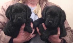 Ebbie's boys at 7 weeks