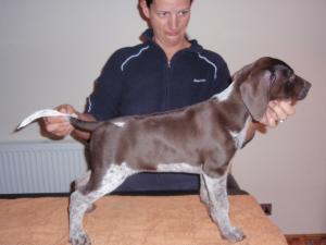 A bitch pup @ 8wks