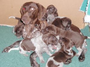 Mum & Pups