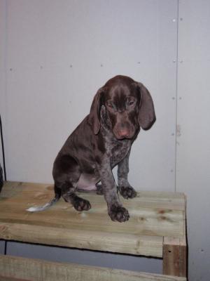 Dog - 11 wks
