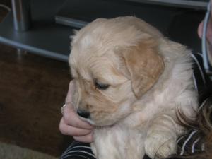 5 weeks old