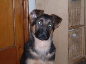 Practising a sit stay in the kitchen!