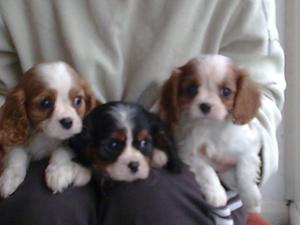 THREE OF THE 6 PUPPIES AVAILABLE