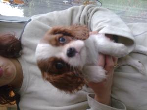 SHOW QUALITY BLEN BITCH