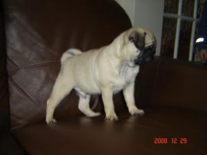 10 wks