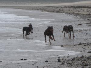 at play on the beach