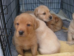 Pups 4 weeks old