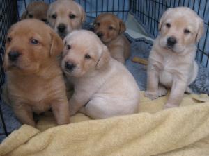 Pups 4 weeks old