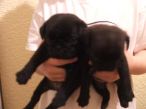 black boy  puppies at 4 weeks