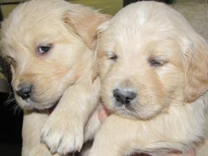 pups at 6 weeks old