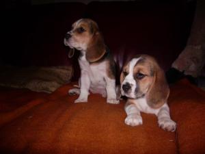 Puppies at 8 weeks old