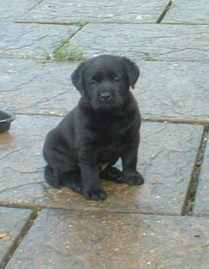 one of the black puppies