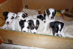 Puppies at 5 weeks