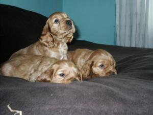 the golden boys