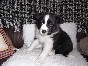 Spot at 7 weeks