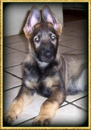 SABLE BOY