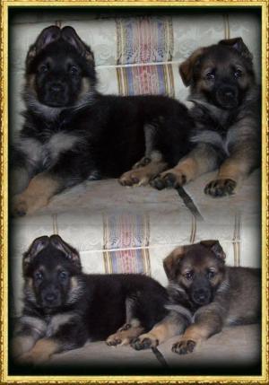 PUPS