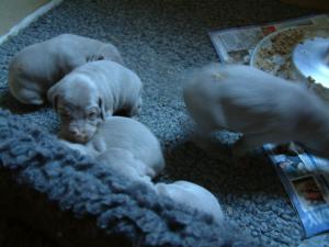 Babies having their first meal!