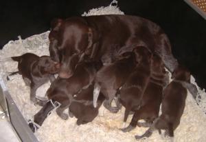 Pocket and her brood