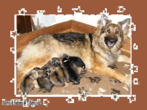 Nova and her pups
