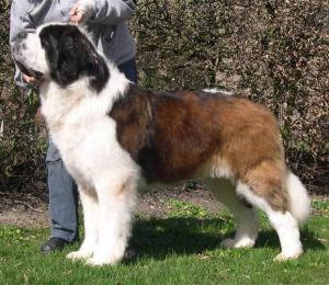 Grandsire Int Multi CH Laquites Dakota