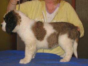 Puppy 8 weeks
