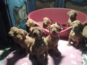 Puppies - 5.5 weeks