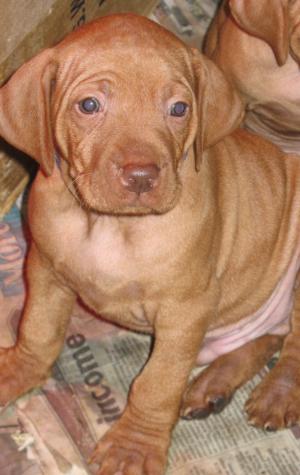 Puppies - 5.5 weeks