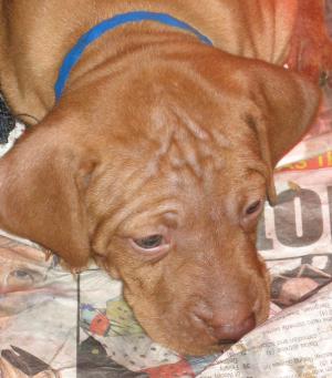 Puppies - 5.5 weeks