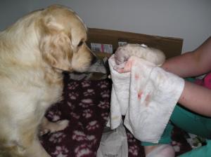 Daisy inspecting her 1st born