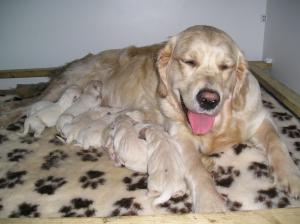 A very proud mum with her new puppies