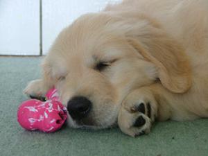 A typical Cuckmere puppy