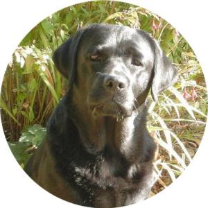 Dam Treburrow Tamsyn of Meadowleigh - 'Maisie' 