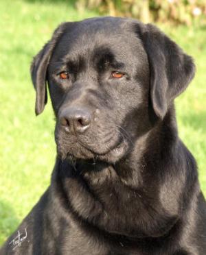 Sire Brigburn Sedge - 'Sedge'  DOB 20/08/2001