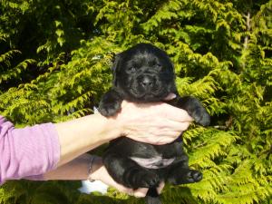 One of Maisie's new babies at 3 weeks!
