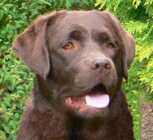  Meadowleigh Mariella - 'Ruby' - D o B  05/06/05