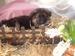 8 Weeks Old