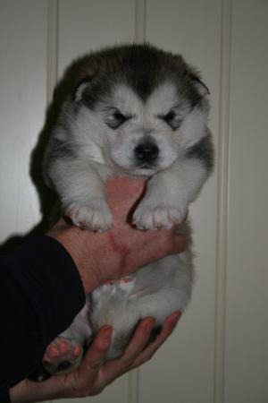 puppy 3 weeks old