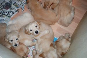 Willsbrook Golden Retrievers