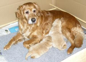 Rayne with her boys aged 2 weeks - 10.1.09